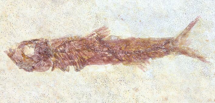 Knightia Fossil Fish - Wyoming #60817